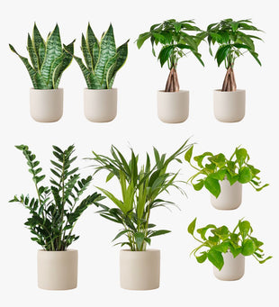 Oyster Earthenware Desktop Bundle