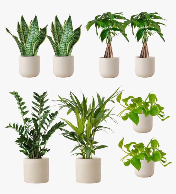 Oyster Earthenware Desktop Bundle