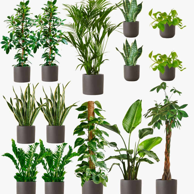 Graphite Earthenware Air Purifying Bundle