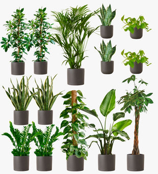 Graphite Earthenware Air Purifying Bundle