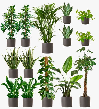 Graphite Earthenware Air Purifying Bundle