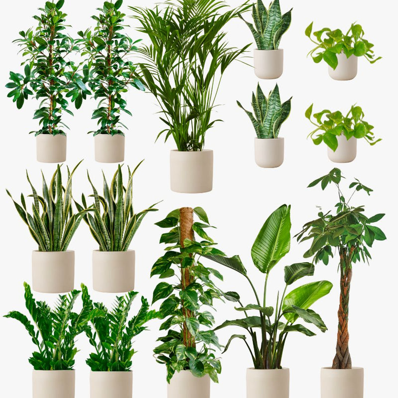 Oyster Earthenware Air Purifying Bundle