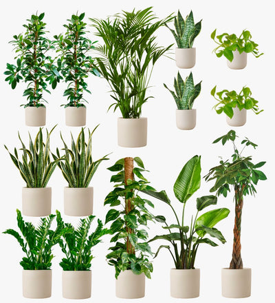 Oyster Earthenware Air Purifying Bundle