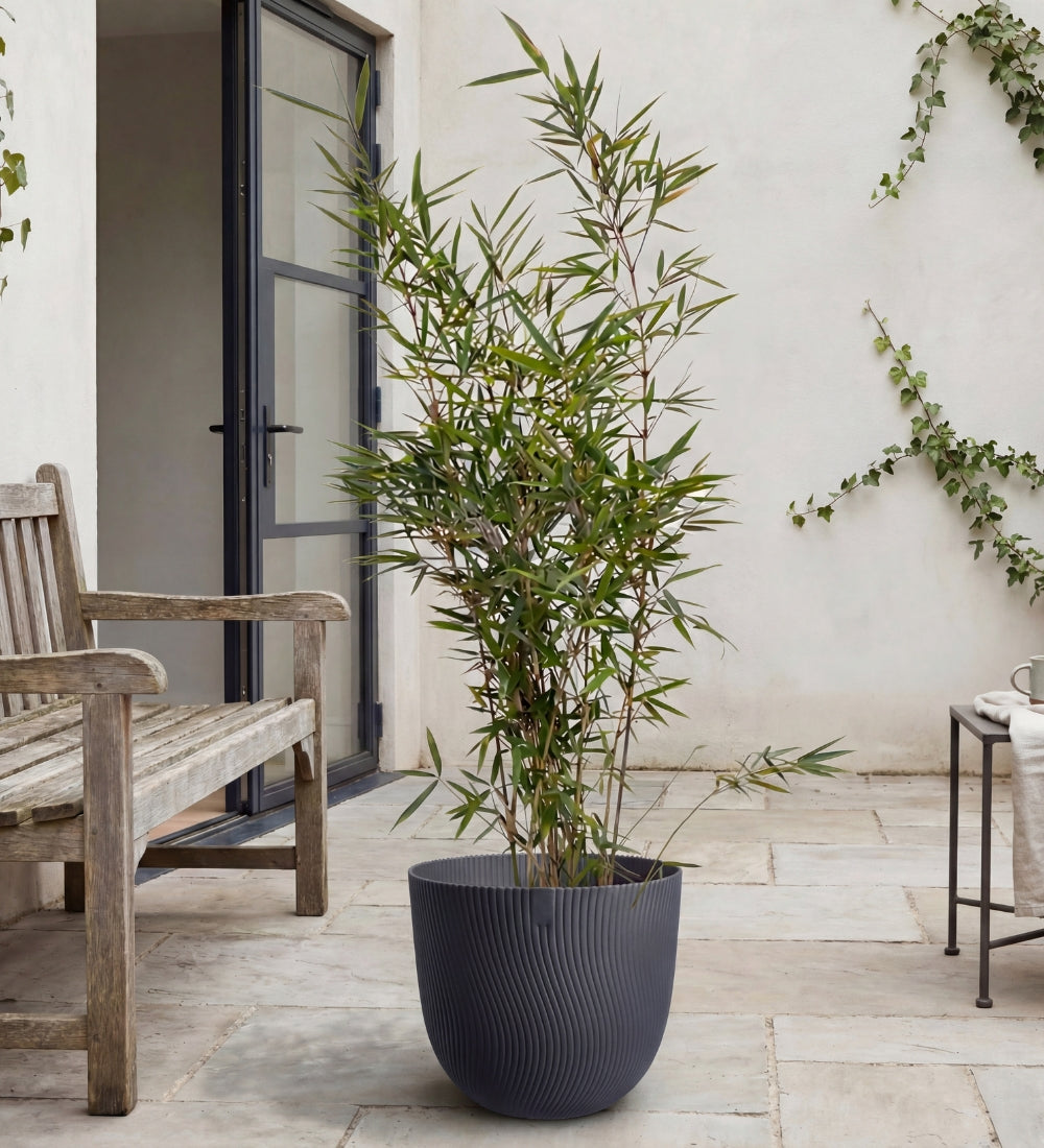 Large Bamboo Pair