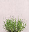 English Lavender Pair