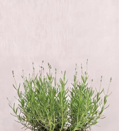 English Lavender Pair
