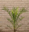 Phoenix canariensis 