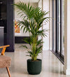 Kentia Palm in Self-watering Pot