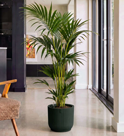 Kentia Palm in Self-watering Pot