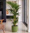 Kentia Palm in Self-watering Pot