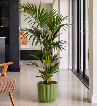 Kentia Palm in Self-watering Pot