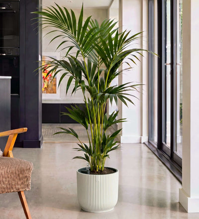 Kentia Palm in Self-watering Pot