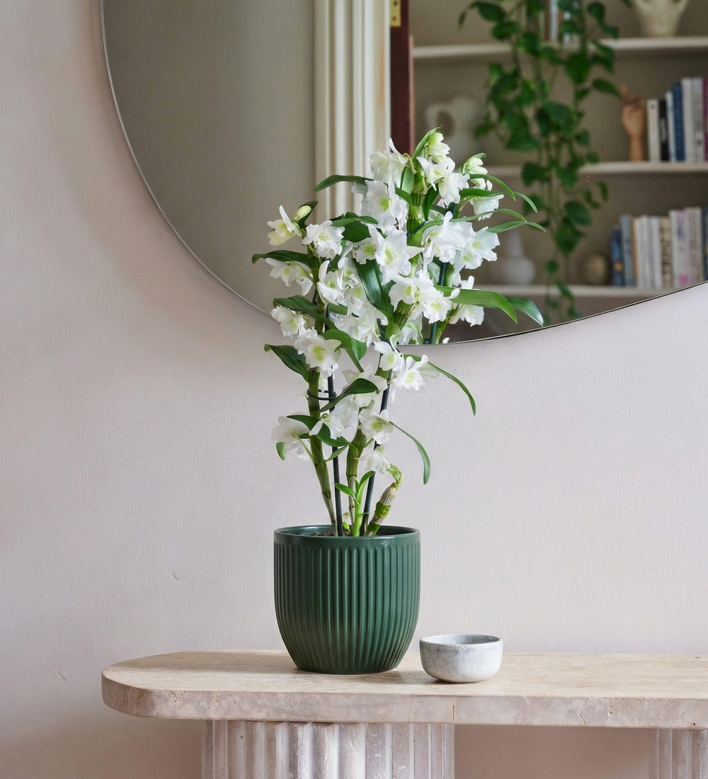 Bamboo Orchid & Pot