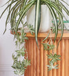 Artificial Hanging Spider Plant & Pot