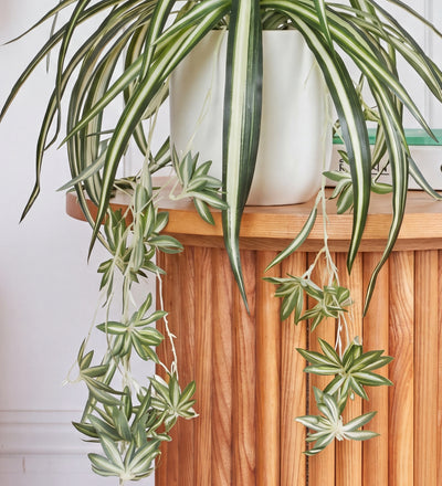 Artificial Hanging Spider Plant & Pot
