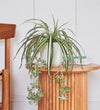 Artificial Hanging Spider Plant & Pot