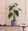 Artificial Alocasia Zebrina
