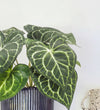 Artificial Crystal Anthurium