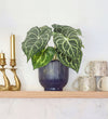 Artificial Crystal Anthurium