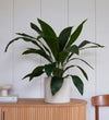 Artificial Aspidistra