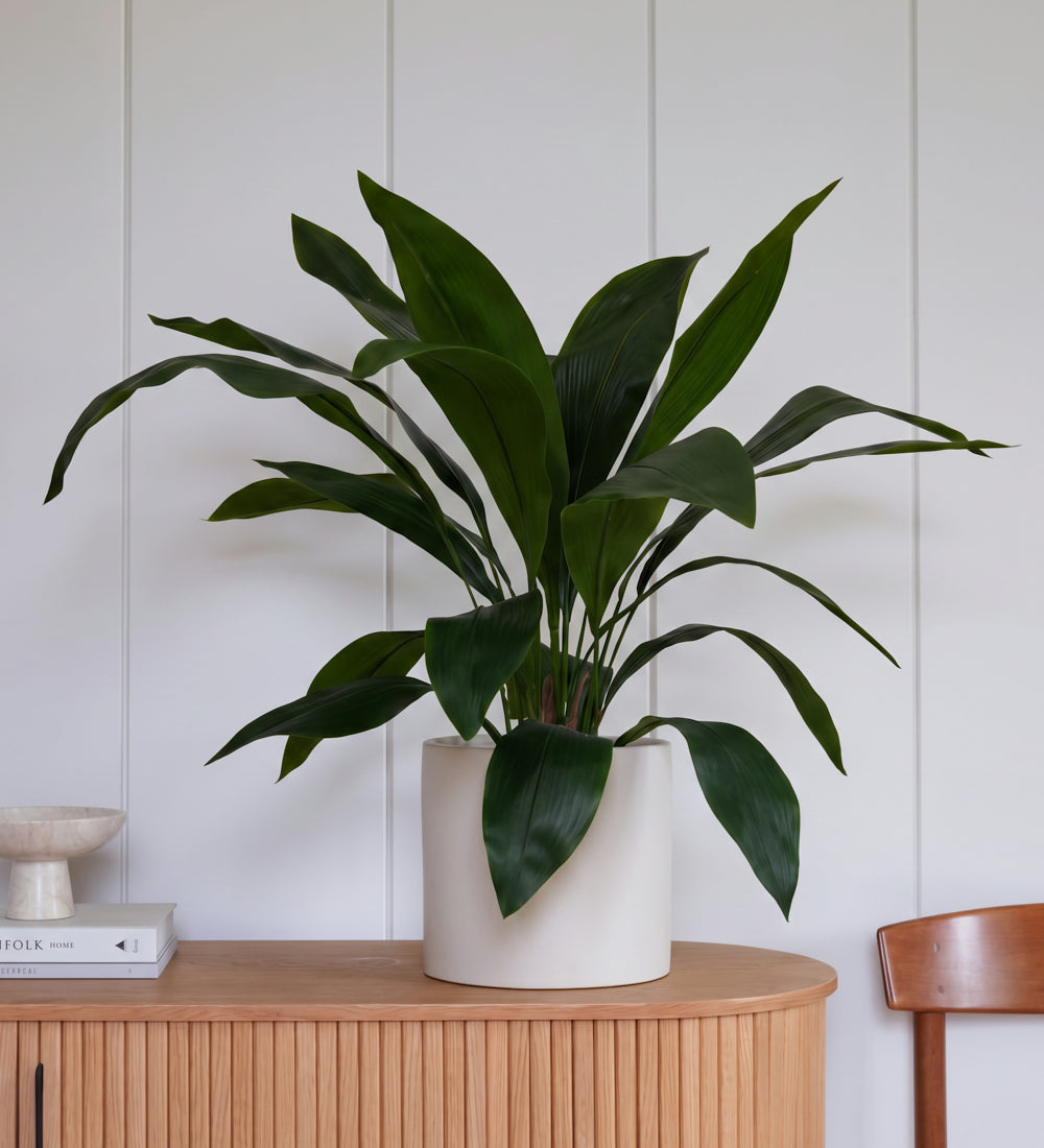 Artificial Aspidistra