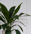 Artificial Aspidistra