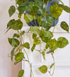 Artificial Trailing Devil's Ivy