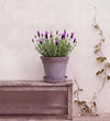 French Lavender Pair
