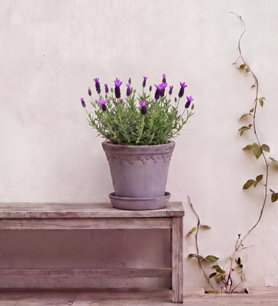 French Lavender Pair