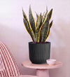 Snake Plant in Self-watering Pot