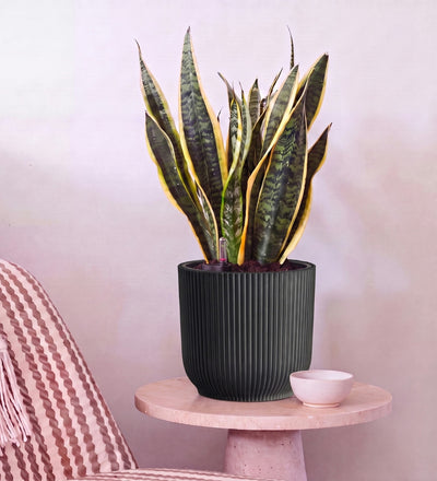 Snake Plant in Self-watering Pot