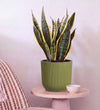 Snake Plant in Self-watering Pot