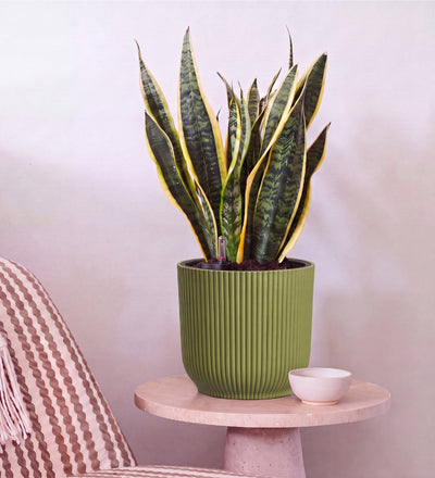 Snake Plant in Self-watering Pot
