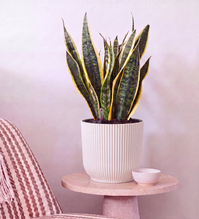 Snake Plant in Self-watering Pot