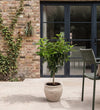 Laurel Tree