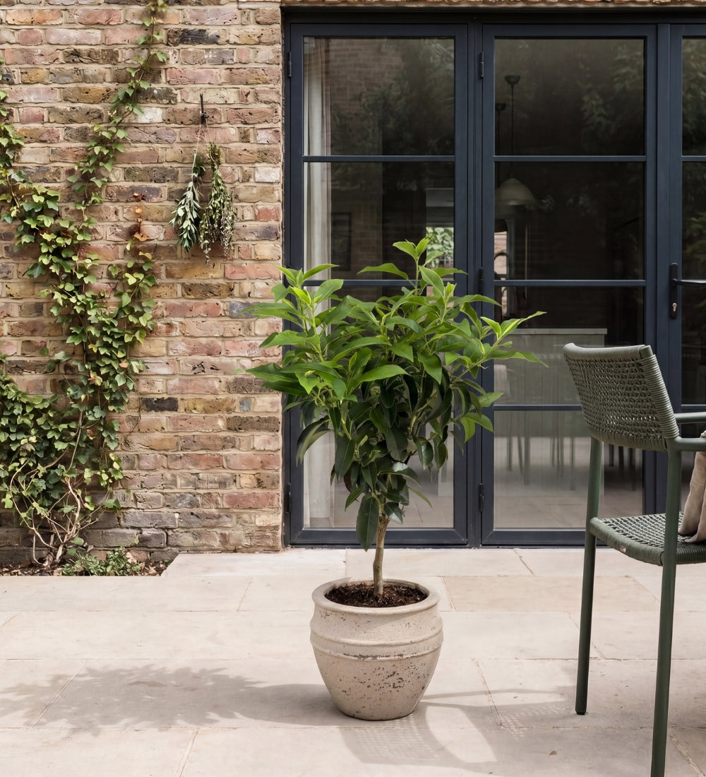Laurel Tree