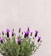 French Lavender Pair