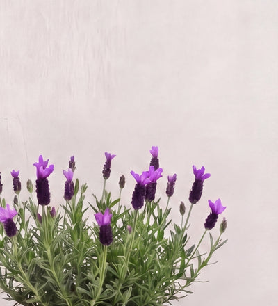 French Lavender Pair