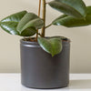 Black Lucca Pot 19cm