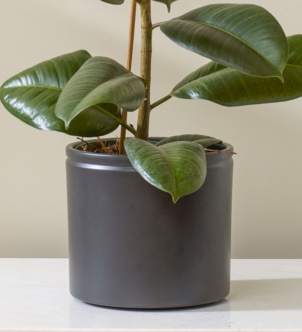 Black Lucca Pot 19cm