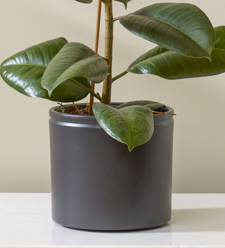 Black Lucca Pot 19cm