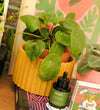 Pepin Yellow Self-Watering Pot