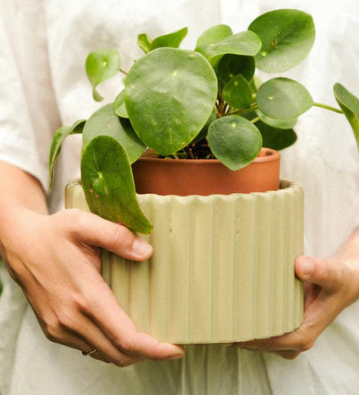 Pepin Sage Self-Watering Pot