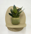 Mini Snake Plant & Pot