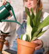Pepin Striped Mini Olla Trio