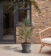 Chamaerops Humilis