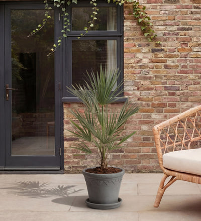 Chamaerops Humilis