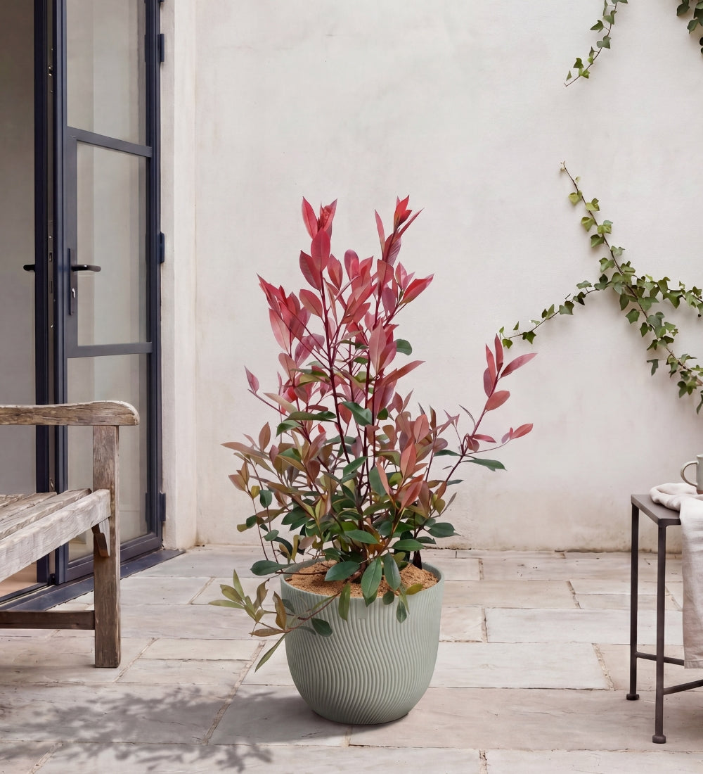 Large Photinia Pair