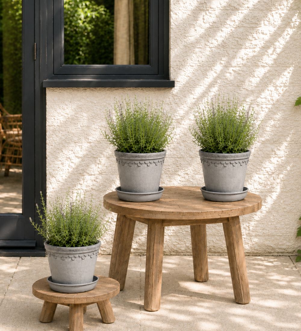 Trio of English Lavender