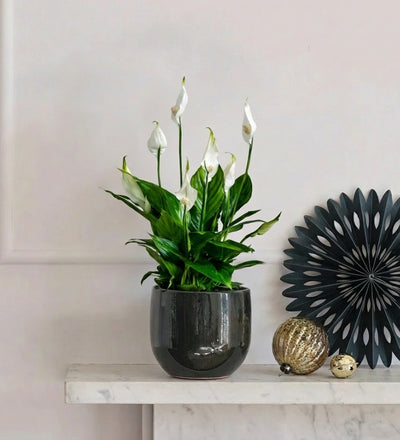 Peace Lily in Ceramic Pot
